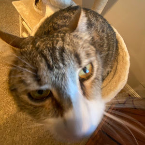 Meet your Posher, Amelia